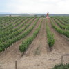 Rioja auf dem Weingut Campo Viejo